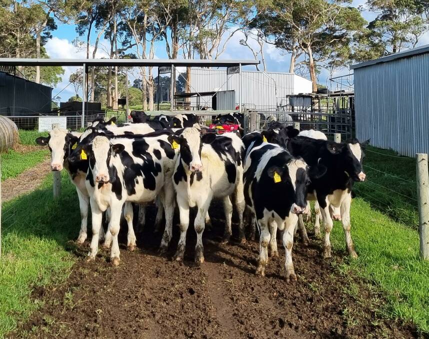 Regular vendors BA & CW & LA & YR Elson, Karridale, will be the largest vendors in the Friesian steer and first-cross steers line-up with an offering of 34 Friesians aged 14-16 months and 22 Friesians aged 8-12 months plus nine Hereford-Friesians aged 20-24 months.