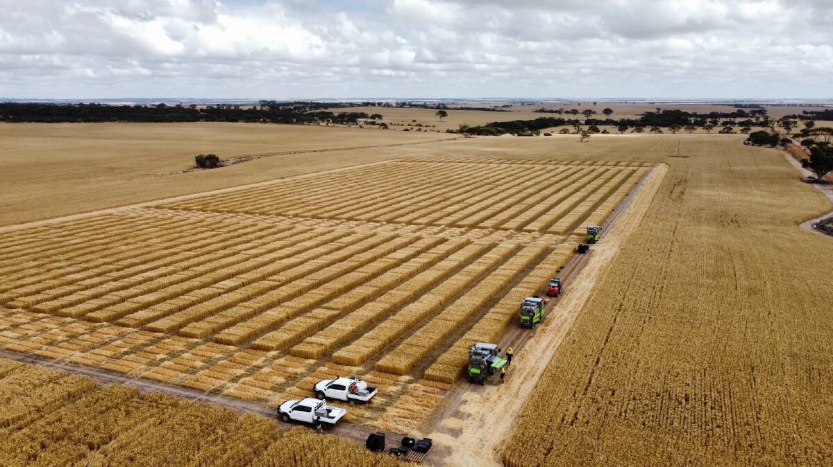 AGT completes its morning pre-harvest checks on Catalina Farms at Coorow. Photos by Kahli Gregorovich/AGT.