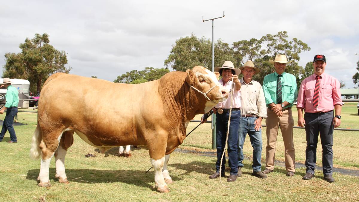 With Bandeeka Raffles R34 (P) (by Bandeeka Power Pack) which was purchased by losing bidder on the record priced bull the Baker family, Woonallee Simmentals, Millicent, South Australia, for the sale's $32,000 third top price were Bandeeka stud principals Loreen and Tony Kitchen, Elgin, Nutrien Livestock WA manager Leon Giglia who represented the buyer and Elders stud stock auctioneer Nathan King.