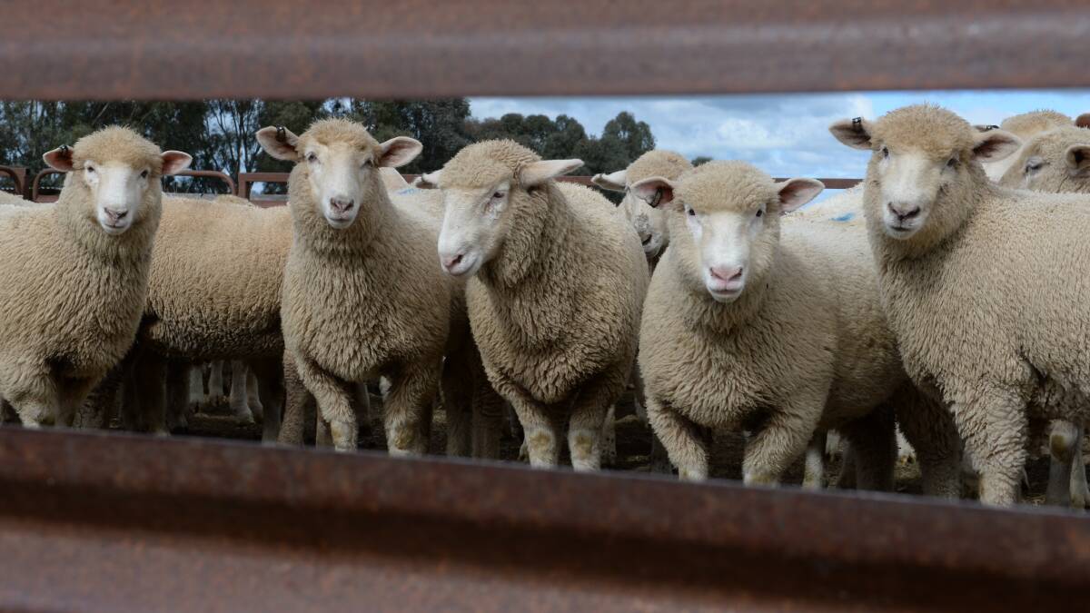 More shifts to process big lamb backlog
