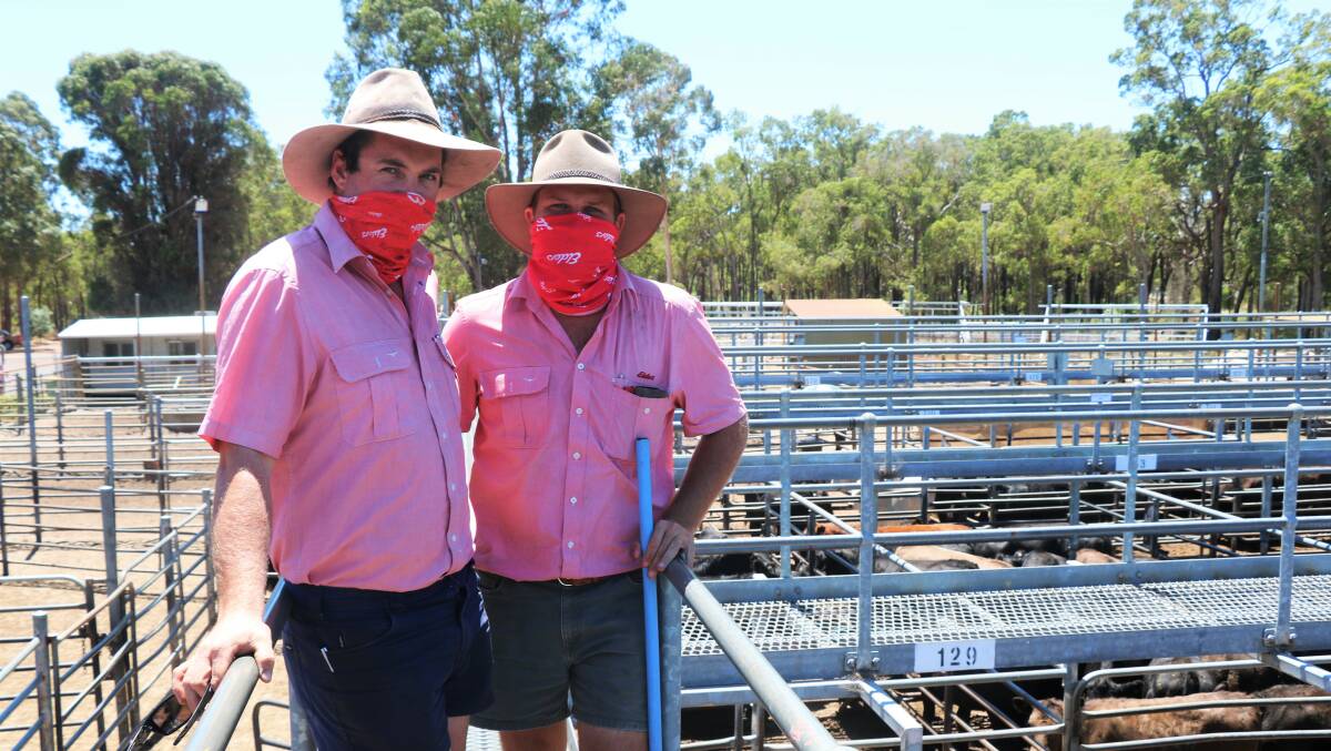 Elders, Manjimup representative Cameron Harris (left) was one of the many stock agents at the weaner sale, who was on the rail before the sale with Elders, Busselton representative Jacques Martison.
