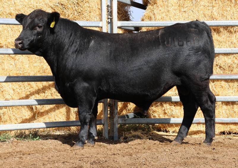 Lawsons Rocky U1660 (AI) (by Lawsons Rocky R4010) was one of three bulls purchased by a return Boyup Brook buyer for the sales $10,750 fourth top price.
