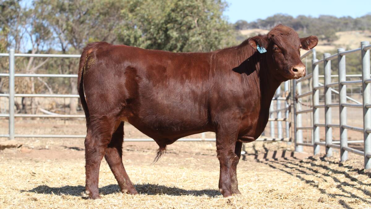In the Shorthorn bulls at last week's Liberty Charolais and Shorthorn on-property yearling bull sale at Toodyay prices hit a high of $6500 for this bull Liberty Royal Comannder R16 (P) when it sold to the Narralda Shorthorn stud, Youngs Siding. (Picture taken in January 2021).