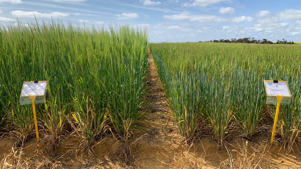 Commodus (left) compared to Maximus (right) at a trial in Yuna in September last year. The new variety is a good fit for medium to low rainfall areas.