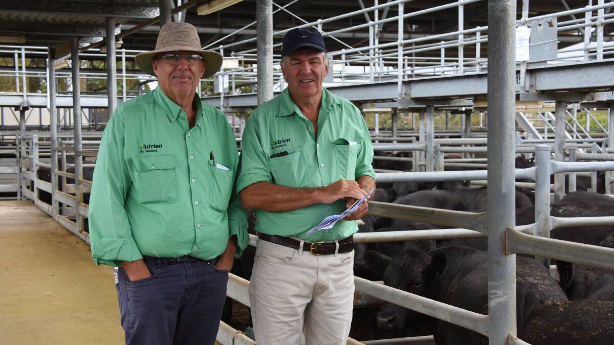 Looking over the line-up of weaner before the sale were Nutrien Livestock South West manager Mark McKay (left) and Nutrien Livestock, Brunswick and Harvey agent Errol Gardiner. During the sale Mr Gardiner was a volume buyer, securing 554 steers to a top of $1815.