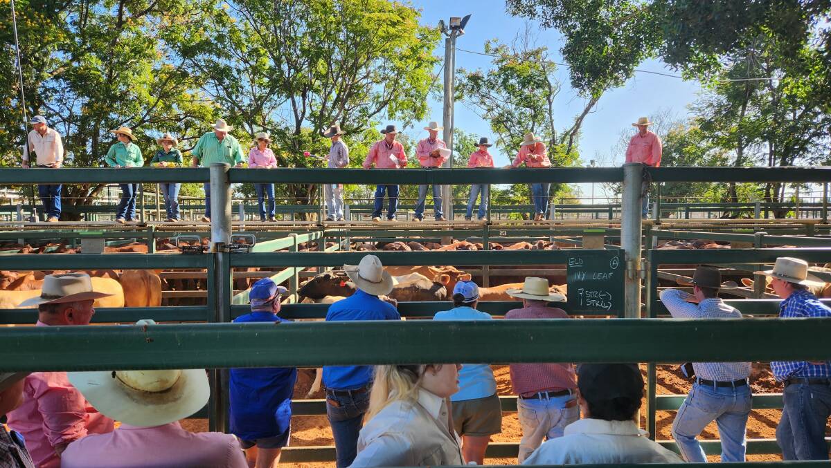 The cattle market is feeling the heat of increased supply. Picture by Sally Gall.