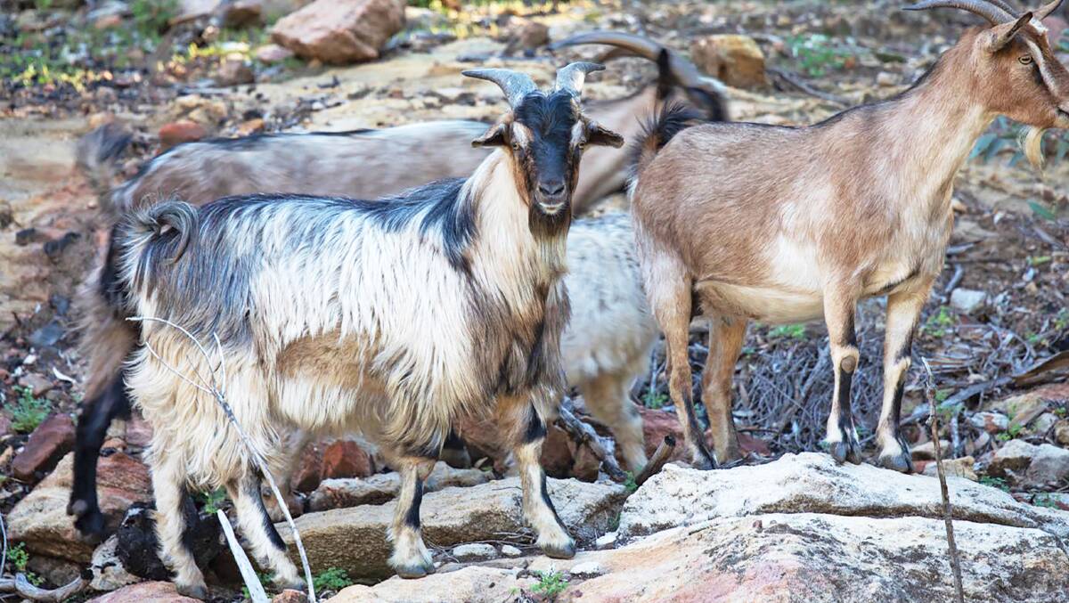 The government plan does not discuss the conflict between the environmental impact of feral goats and their commercial worth for some pastoralists.