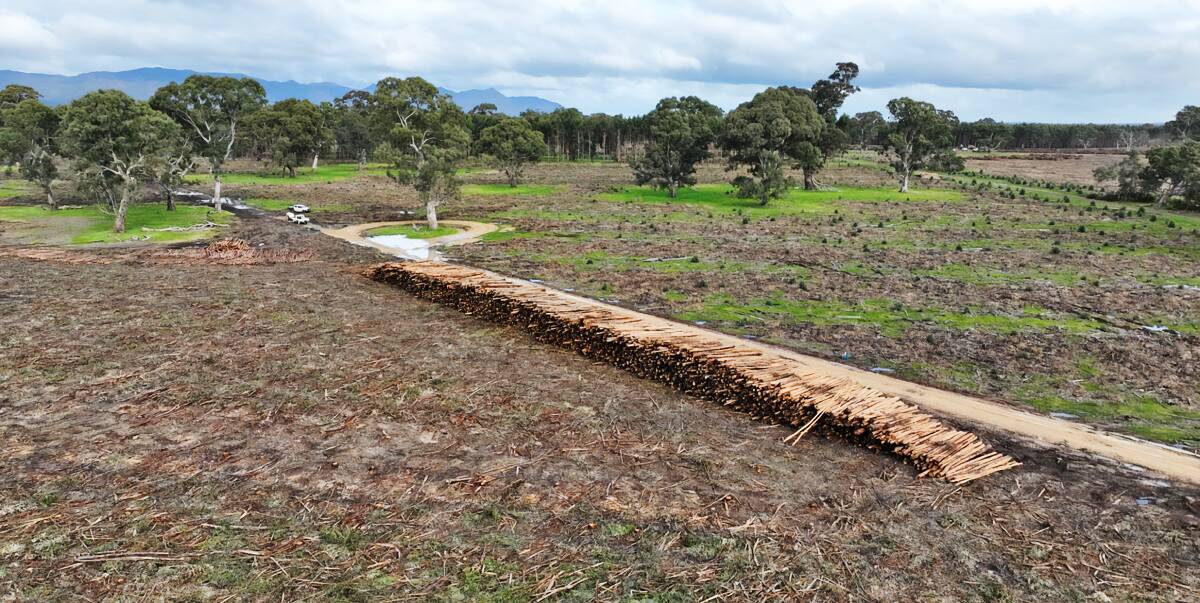 Harvesting of this farm's blue gum plantation should be finished by the end of the year, ready for the land to revert to agiculture. Pictures from Harcourts Horsham