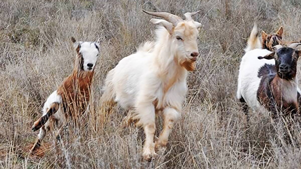 Feral goats today number in their millions across more than two million square kilometres of Australia.