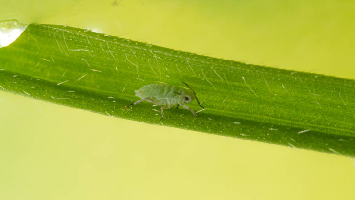 Russian wheat aphid has been found near Esperance in WA. Photo: Cesar