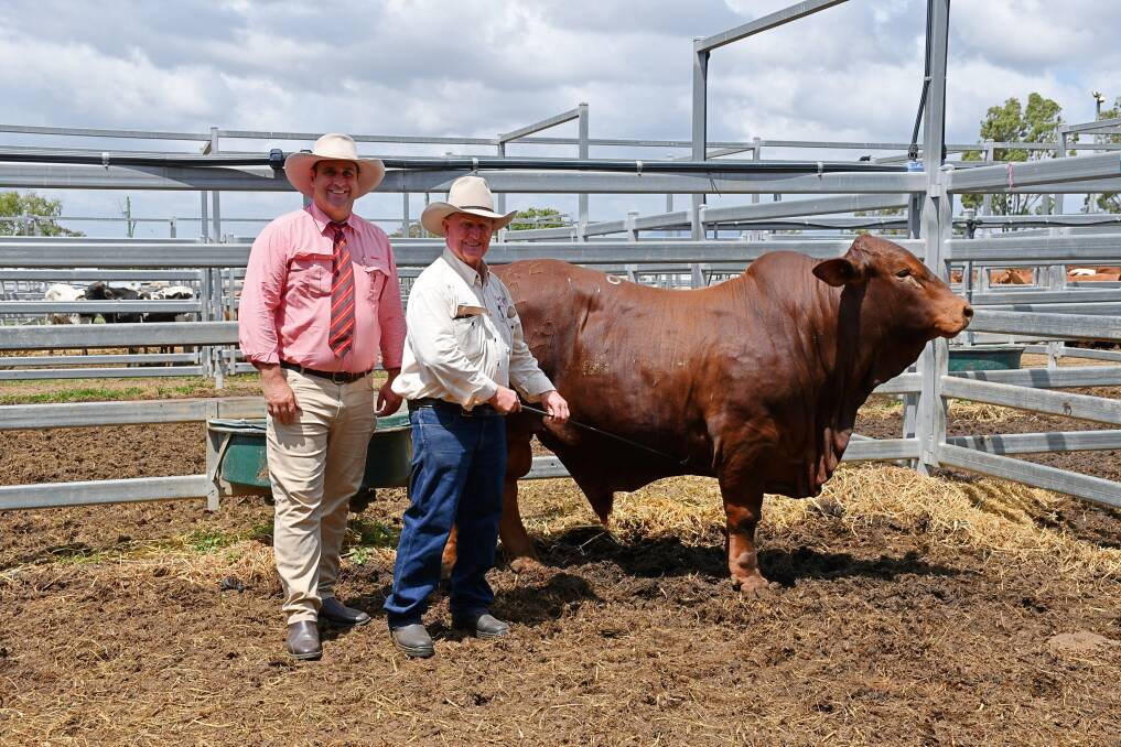 Auctioneer Anthony Ball, Elders Stud Stock Rockhampton and Glenavon stud principal John Atkinson with the top-selling bull of the 2022 Cap Droughtmaster Sale, Glenavon Yobbo, which was purchased by Reaco Pty Ltd, Marlborough, for $26,000. Picture by Billy Jupp 