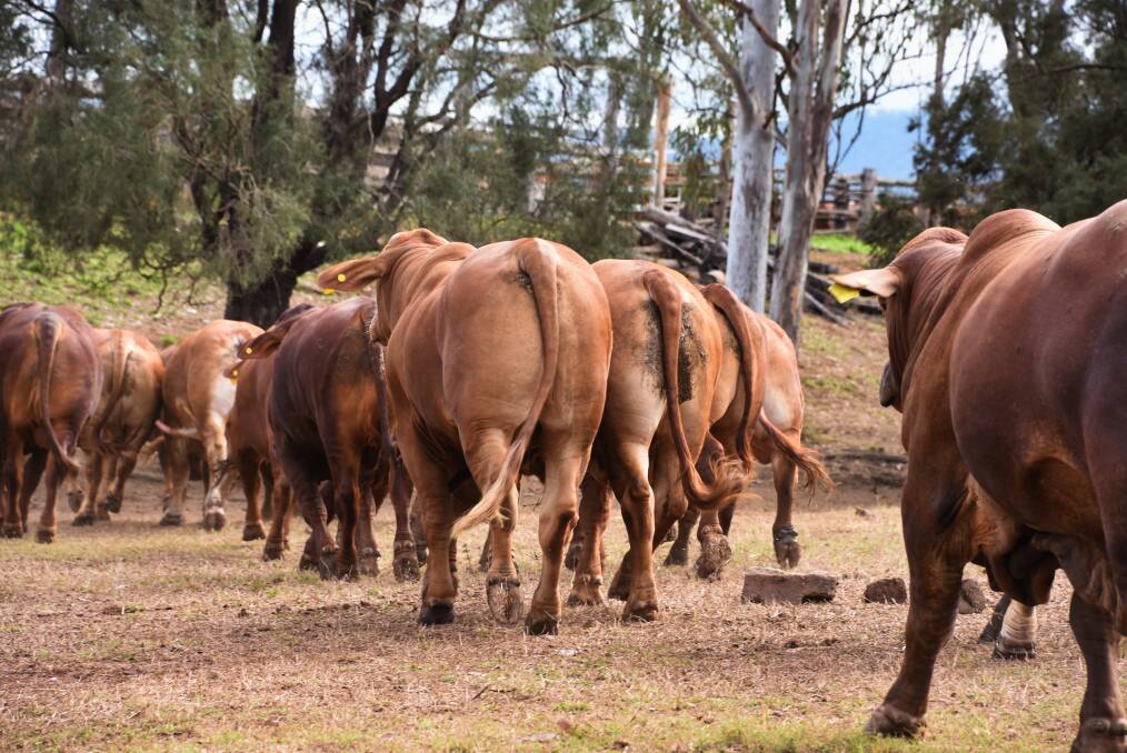 Bulls sold through the Cap Droughtmaster Sale have developed a strong reputation for handling their first season well as they aren't overfed for sale. Picture by Brett Tindal
