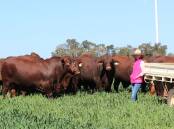 A highly fertile, functional and data-backed 46-lot draft of young bulls has been catalogued for the 19th annual Moongana Santa Gertrudis Bull Sale to be held at the Rolleston Selling Complex on Wednesday, August 28. Picture supplied