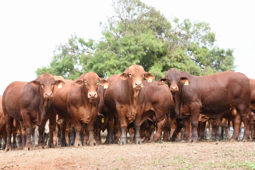 The 2023 Cap Droughtmaster Sale draft consists of a good line of 70 bulls that have been prepared on silage with a long working life in mind. Picure by Brett Tindal