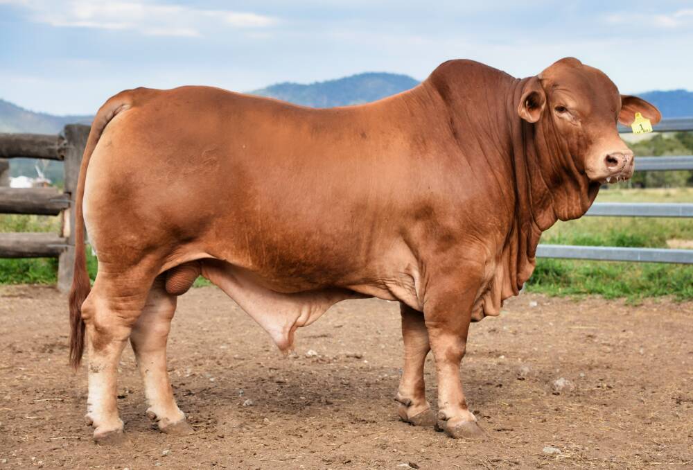 Cracking draft for 2023 Cap Droughtmaster Sale