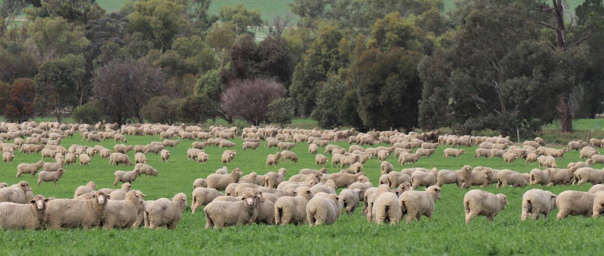 Concern expressed by industry over the estimated decline of the WA sheep flock being underestimated in State governments submission.