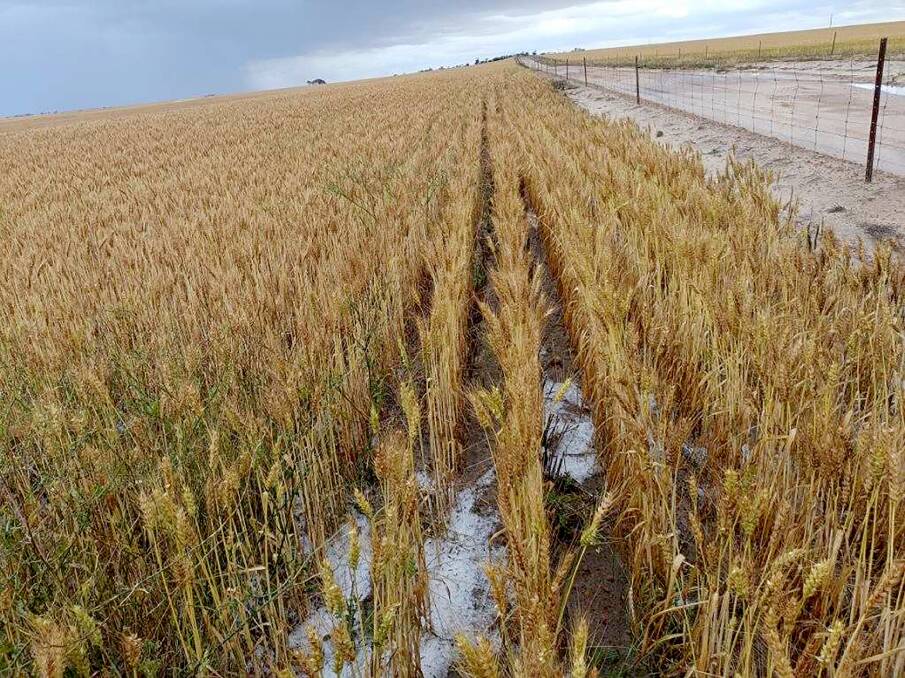 South Cadoux (Manmanning) farmer Stewart Avery had about 90 per cent of a 360ha block of canola destroyed by the hail storm.
