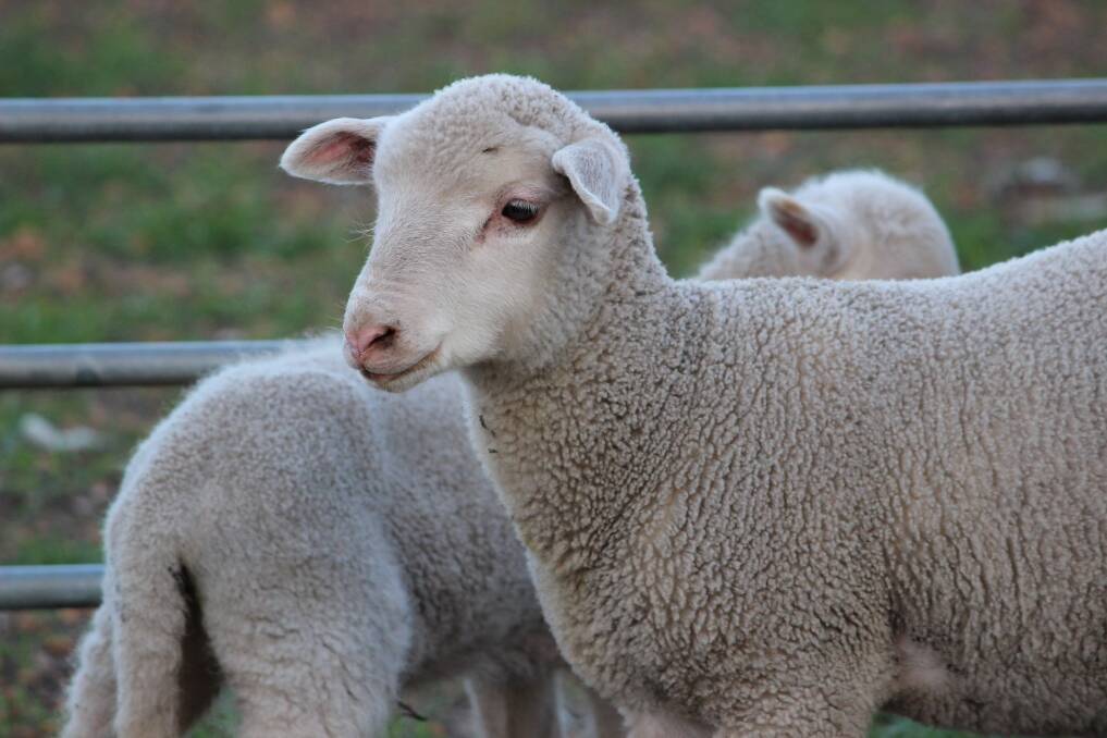 For two consecutive weeks in January, Katanning contributed the most number of trade lambs, according to the Meat & Livestock Australia (MLA) indicator.