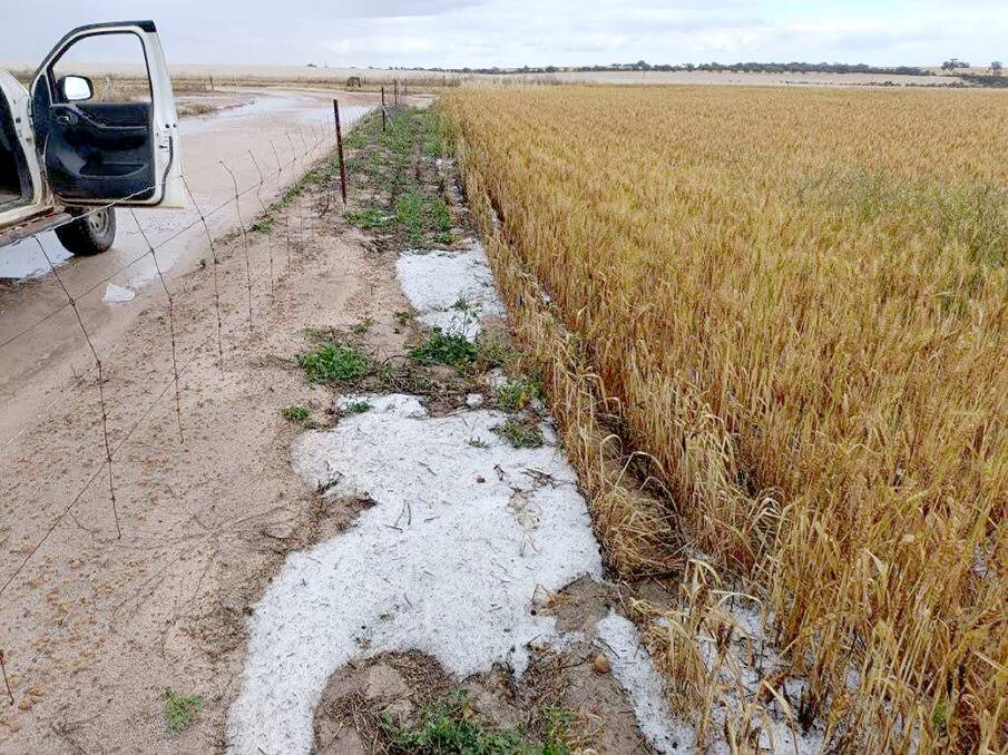 The aftermath from Saturdays hail storm on Sean Kalajzics farm at north Cadoux in the Wheatbelt. Rainfall on his property varied from 5-50mm in the freak weather event.