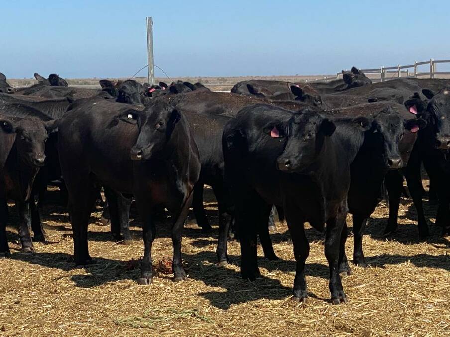 An example of the Angus-Droughtmaster cross cattle which will be offered by the Hamersley family, Haseley stud, Wandagee and Boolathana stations, Carnarvon.