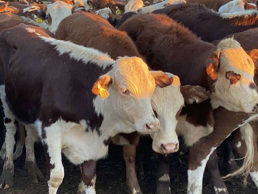 Andrew Glenn Cattle Co, Ashburton Downs station, Paraburdoo, will offer 100 steers and 300 heifers that are predominantly Hereford and Braford types.