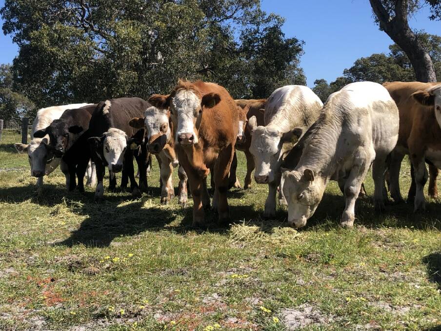 Maverick and Amber de Burgh, M de Burgh, West Pinjarra, will offer 20 Simmental cross steers sired by Mubarn bulls in the sale.