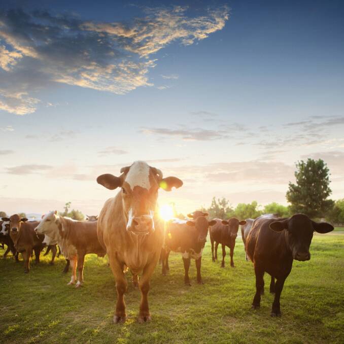 Demand and confidence in Australias cattle industry has hit a high, according to the latest Australian Cattle Industry Projections from Meat & Livestock Australia.