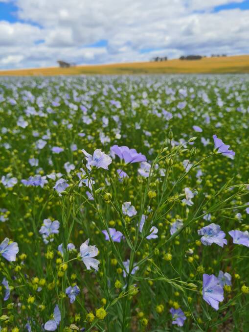 Mr Harrington has been able to include flax in the program without having to buy any new machinery and whilst still being able to use a full suite of chemicals on it.