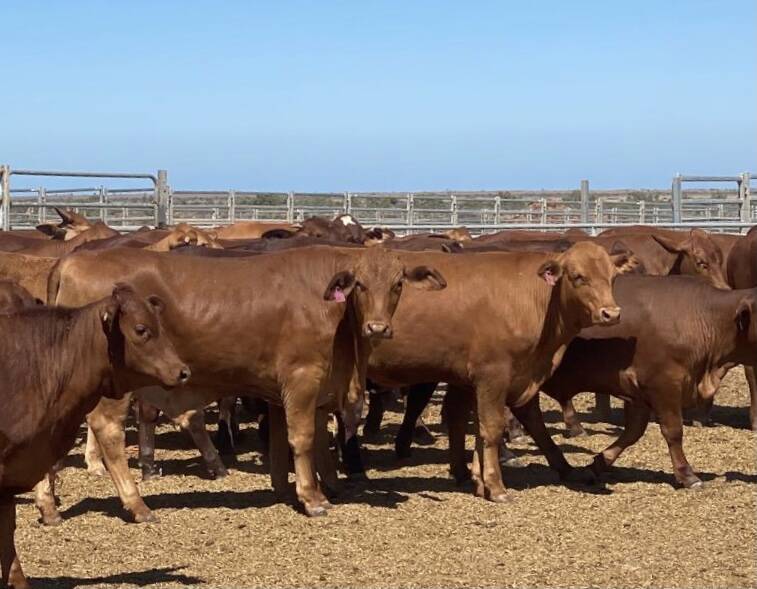 The Hamersley family, Haseley stud, Wandagee and Boolathana stations, Carnarvon, will be one of the biggest vendors in the sale. Included in their offering will be 75 Droughtmaster steers and 75 Droughtmaster heifers.