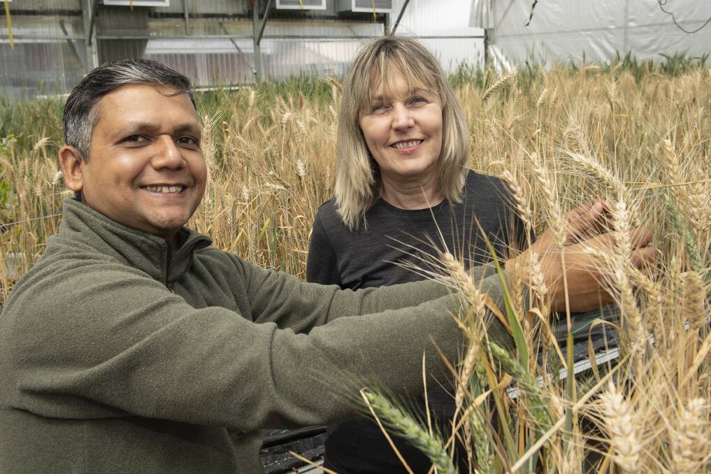 DPIRD research scientists Mirza Dowla (left) and Karyn Reeves have been working on a project to help develop new wheat varieties with improved tolerance to sodicity.