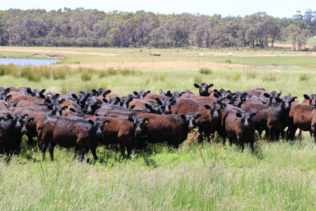 These weaned 2021 drop Tomasi Grazing heifers form part of the draft from which this years competition heifers will be selected.