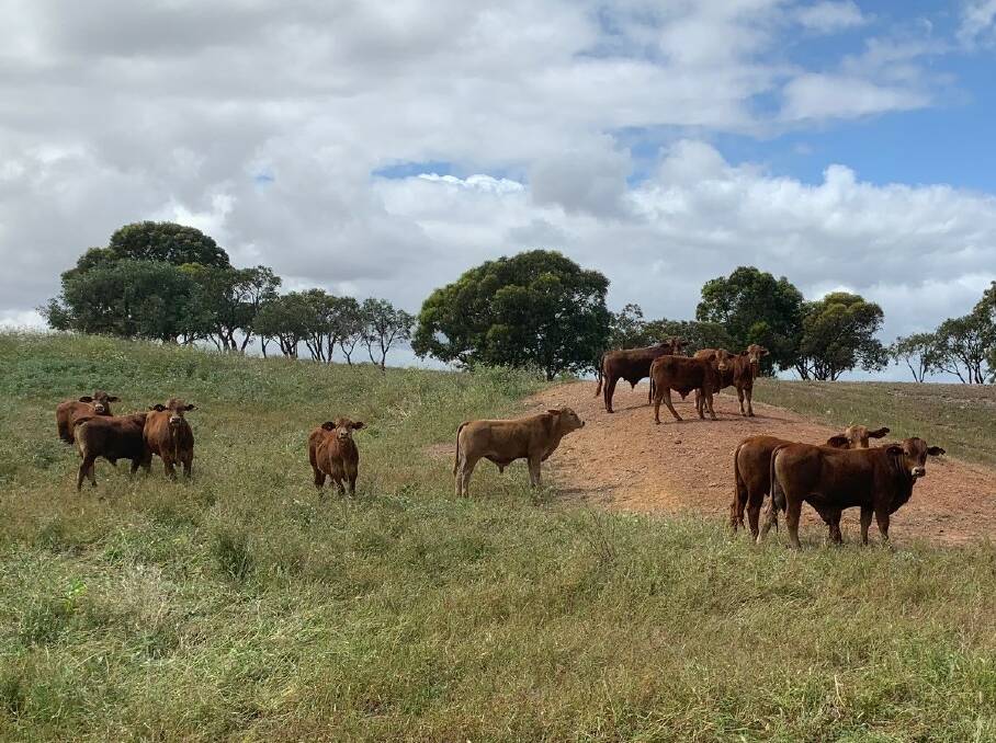  An example of the Droughtmaster and Droughtmaster-Red Angus cross yearling bulls which will be offered by Jim and Joy Motter, JR & JD Motter, Badgingarra.