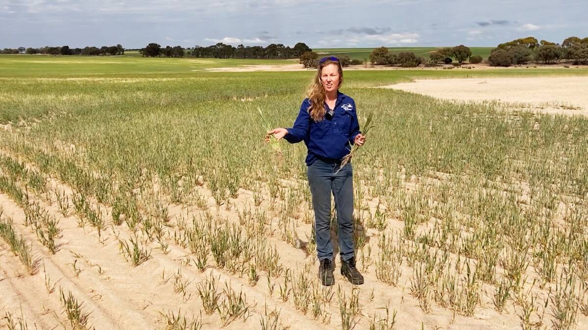 The plant held by Claire Stevens, Kellerberrin, in her right hand, displays more tillers and a healthier root structure than the non-treated one held in her left hand.