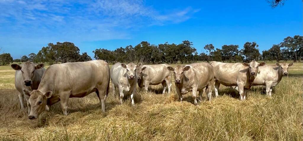 BJ & KL Harriss, Narrikup, will offer 19 Murray Grey heifers, PTIC to Coonamble and Lawson Angus bulls, due to calve down in late March to late May 2024.