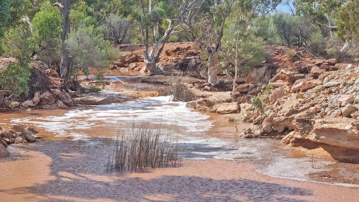 Windida Spring is flowing after 30mm of rainfall was received last week on Prenti Downs station, which is 257 kilometres east of Wiluna and 237km north of Laverton. Photos: Supplied.