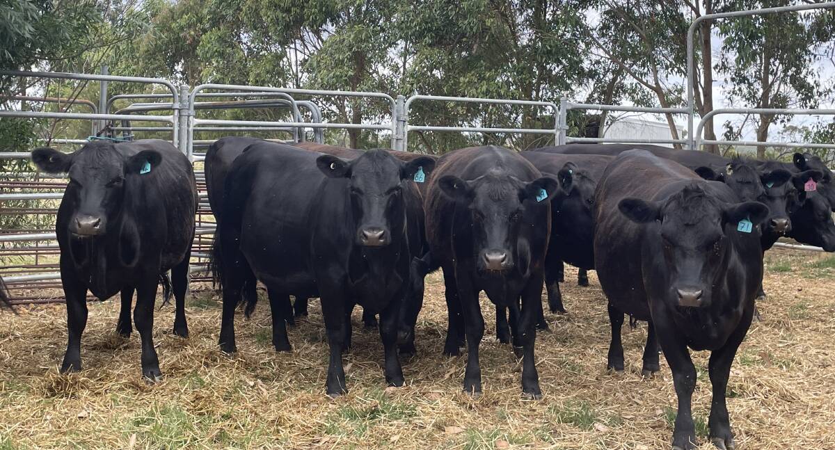 Dajara Farms, Narrikup, will offer 13 Angus heifers, PTIC to Ballawina Angus low birthweight bulls, that are due to calve from late March to early May 2024.