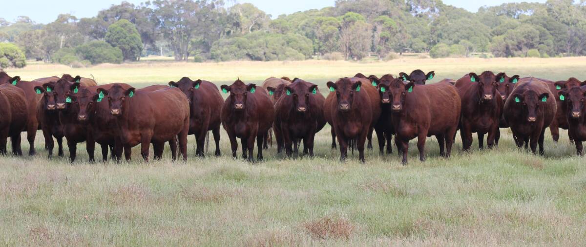 As part of a genuine herd dispersal, the Estate of TS McIntosh, Youngs Siding, will offer 37 Lincoln Red rising first calvers in the Ray Norman Memorial Breeders Sale to be held on Tuesday, December 12 at the Mt Barker saleyards. In addition to the heifers, the entity will also offer 23 rising second calvers and 28 rising third and fourth calvers in the sale. All cattle have been mated to Tone Bridge Lincoln Red bulls.