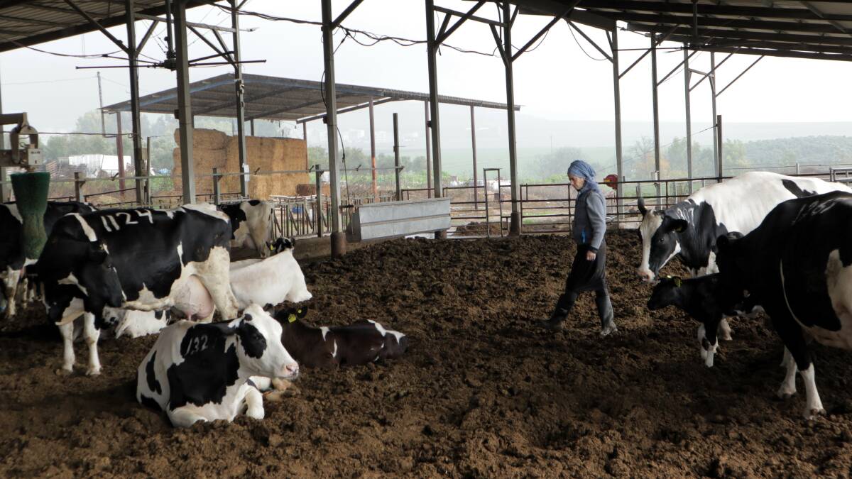 Dr Sivan Lacker checks on cows and calves on her Israeli dairy farm. Picture supplied