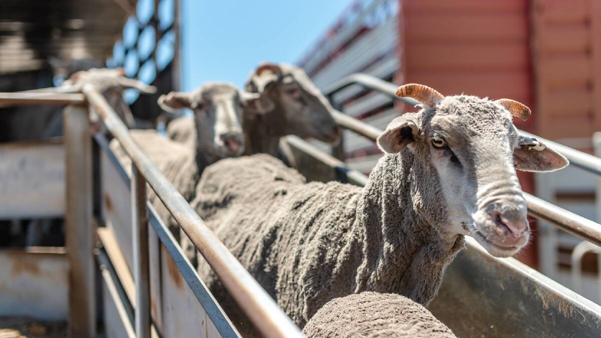 Legislation to end the live export of sheep by sea from Australia has now passed through the Senate. Picture supplied. 