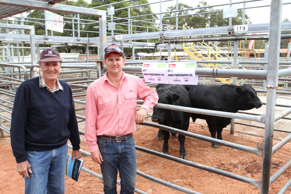 Kim Payne (left), K & AL Payne, Boyanup and Alex Roberts, Elders Boyanup/Dardanup, looked over two sons of Millah Murrah Paratrooper P15 offered in the first two lots with Mr Payne later purchasing lot one Gandy Paratrooper T18 for the sales $16,000 equal second top price.