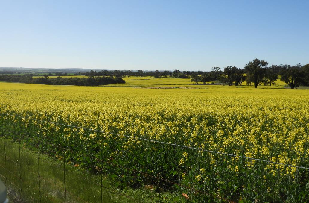 Cloveroak is an outstanding grain and grazing property of 2197ha in the heart of the Great Southern adjoining the Cuballing townsite.