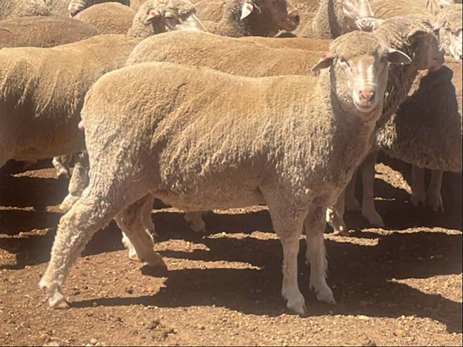 The top price for the offering was $63 for this line of 1.5yo Lewsidale blood ewes offered by LC & CJ Tyson, Kulin.
