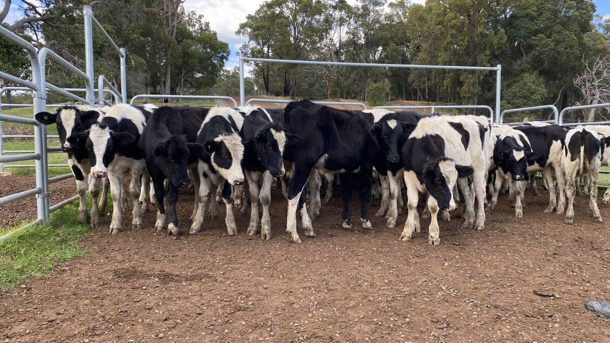 Dairy producers TD & JD Norton, Benger, will offer 45 owner-bred Friesian steers aged 8-10 months.
