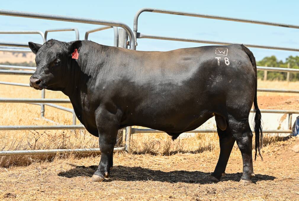 This bull - Springhills T8 in lot 21 - sold for the sales second top price of $10,000 to the Johnston family, trading as MM & MJ Johnston, Boyup Brook and Busselton.

