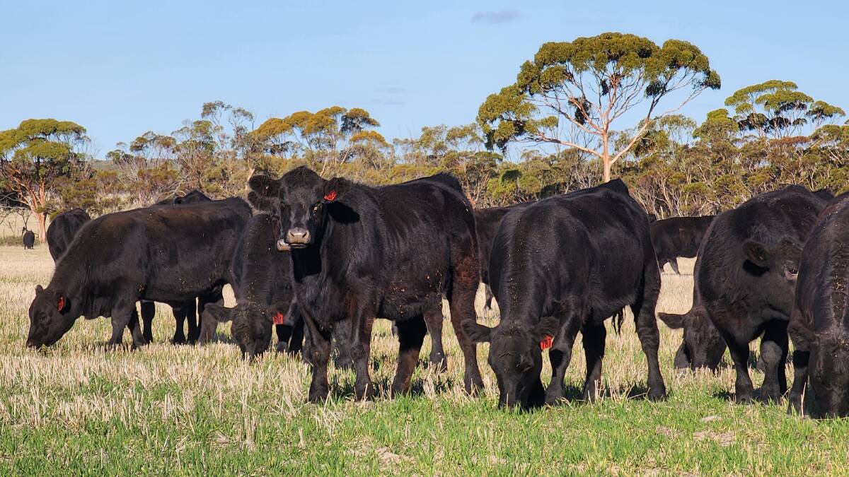 Hydillowah Angus, Hyden, will also offer 30 commercial yearling Angus heifers at the sale which have been running with low birthweight Millah Murrah Paratrooper and SAV Rainfall bloodline Hydillowah bulls since May 14 and due to calve from February 20, 2024.