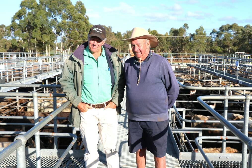 Nutrien Livestock, Brunswick/Harvey agent Errol Gardiner (left), was with John Higgins, Donnybrook, on the rail. In the sale Mr Higgins sold several pens of cattle to a top of $1316, while Mr Gardiner was a dominant buyer of mediumweight dairy steers in particular.