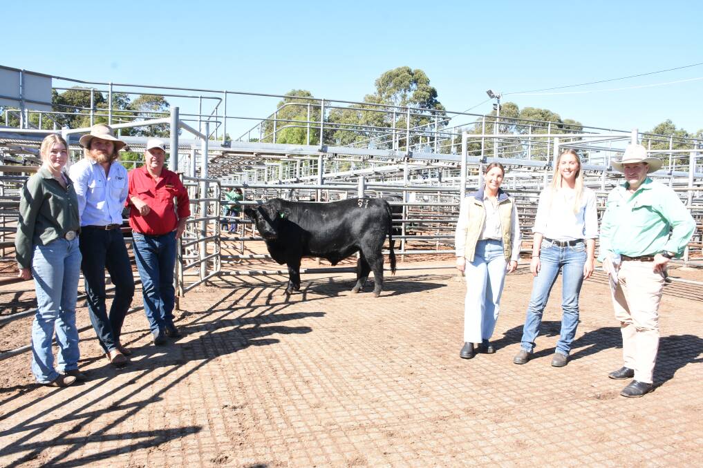 Prices hit a high of $30,000 at last weeks Mordallup Angus yearling bull sale at Boyanup when this bull Mordallup Pindi T97 sold to the Ardcairnie Angus stud, Guilderton. With the bull were Ardcairnie Angus studs Annabel (left) and Joe Dewar, Mordallups Mark, Bec and Diana Muir and Nutrien Livestock, Bridgetown agent Ben Cooper.
