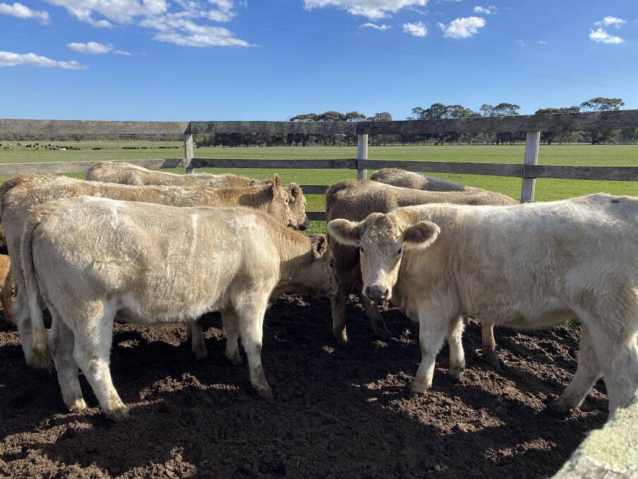 KA & DA Readings, Brunswick, owner-bred draft will comprise 12 Charolais steers aged 14 months (about 420kg), eight Angus steers aged 12 months (about 350kg) and 10 Charolais heifers aged 14 months (about 400kg).
