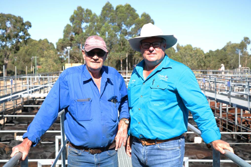  Kevin Payne (left), Capel, sold several pens of beef steers to $1155 and was with his agent Chris Waddingham, Nutrien Livestock, Capel, before the Nutrien Livestock store cattle sale at Boyanup last week. Mr Waddingham was one of the dominant buyers securing a large number of cattle for clients.
