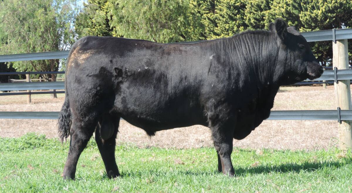 This bull, Mordallup Pindi T162, sold for the $27,000 third top price in the sale to Fieldrange Pty Ltd, Boyup Brook.
